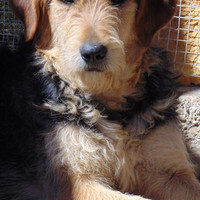 GROMIT, Hund, Irish Wolfhound in Spanien - Bild 8