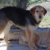 GROMIT, Hund, Irish Wolfhound in Spanien - Bild 9