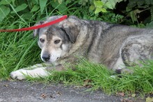 CLAUDIO, Hund, Mischlingshund in Lohra-Reimershausen - Bild 2