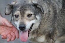 CLAUDIO, Hund, Mischlingshund in Lohra-Reimershausen - Bild 3