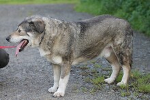 CLAUDIO, Hund, Mischlingshund in Lohra-Reimershausen - Bild 4