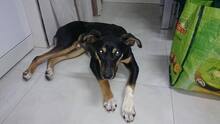 BRUNO, Hund, Mischlingshund in Spanien - Bild 10