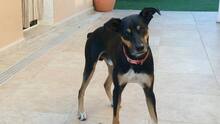 BRUNO, Hund, Mischlingshund in Spanien - Bild 2