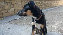 BRUNO, Hund, Mischlingshund in Spanien - Bild 5