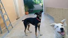 BRUNO, Hund, Mischlingshund in Spanien - Bild 7