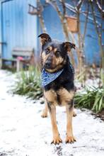 MATEO, Hund, Mischlingshund in Slowakische Republik - Bild 3