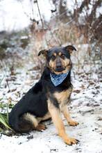 MATEO, Hund, Mischlingshund in Slowakische Republik - Bild 5