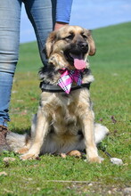LILI, Hund, Mischlingshund in Ungarn - Bild 2