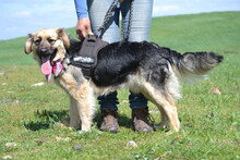 LILI, Hund, Mischlingshund in Ungarn - Bild 4