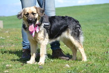 LILI, Hund, Mischlingshund in Ungarn - Bild 5