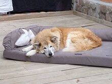 ELSA, Hund, Mischlingshund in Spanien - Bild 1