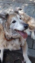 ELSA, Hund, Mischlingshund in Spanien - Bild 6