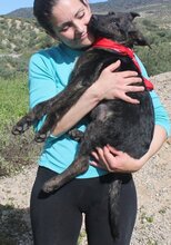 TONI, Hund, Mischlingshund in Spanien - Bild 1