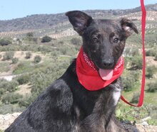 TONI, Hund, Mischlingshund in Spanien - Bild 3