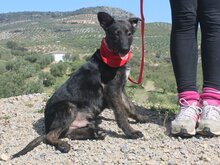 TONI, Hund, Mischlingshund in Spanien - Bild 5