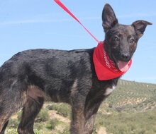 TONI, Hund, Mischlingshund in Spanien - Bild 8