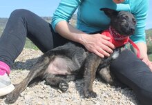 TONI, Hund, Mischlingshund in Spanien - Bild 9