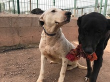 ARYA, Hund, Mischlingshund in Spanien - Bild 3
