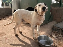 ARYA, Hund, Mischlingshund in Spanien - Bild 6