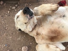 ARYA, Hund, Mischlingshund in Spanien - Bild 8