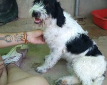 PAUL, Hund, Mischlingshund in Spanien - Bild 2