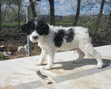 PAUL, Hund, Mischlingshund in Spanien - Bild 4