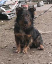 GAPEK, Hund, Mischlingshund in Velen - Bild 3
