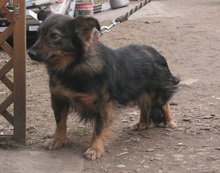 GAPEK, Hund, Mischlingshund in Velen - Bild 5