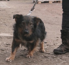 GAPEK, Hund, Mischlingshund in Velen - Bild 6