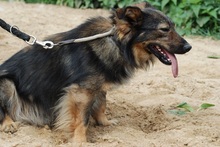 GAPEK, Hund, Mischlingshund in Velen - Bild 9