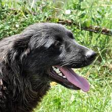 OSMO, Hund, Mischlingshund in Rumänien - Bild 1