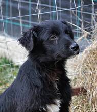 OSMO, Hund, Mischlingshund in Rumänien - Bild 10
