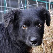 OSMO, Hund, Mischlingshund in Rumänien - Bild 11