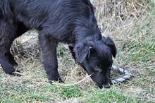 OSMO, Hund, Mischlingshund in Rumänien - Bild 12