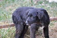 OSMO, Hund, Mischlingshund in Rumänien - Bild 13