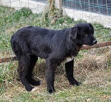 OSMO, Hund, Mischlingshund in Rumänien - Bild 14