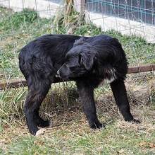 OSMO, Hund, Mischlingshund in Rumänien - Bild 15