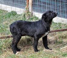 OSMO, Hund, Mischlingshund in Rumänien - Bild 16