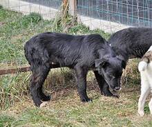 OSMO, Hund, Mischlingshund in Rumänien - Bild 17