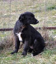 OSMO, Hund, Mischlingshund in Rumänien - Bild 19