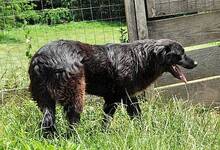 OSMO, Hund, Mischlingshund in Rumänien - Bild 2