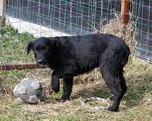OSMO, Hund, Mischlingshund in Rumänien - Bild 20