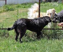 OSMO, Hund, Mischlingshund in Rumänien - Bild 3