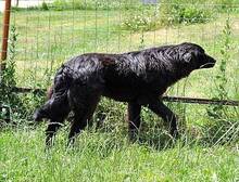 OSMO, Hund, Mischlingshund in Rumänien - Bild 5