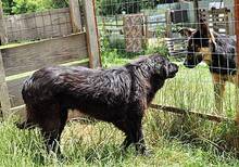 OSMO, Hund, Mischlingshund in Rumänien - Bild 6