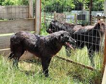 OSMO, Hund, Mischlingshund in Rumänien - Bild 8