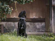 ROCKY, Hund, Mischlingshund in Kelkheim - Bild 3
