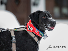 ROCKY, Hund, Mischlingshund in Kelkheim - Bild 6