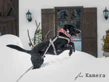 ROCKY, Hund, Mischlingshund in Kelkheim - Bild 8