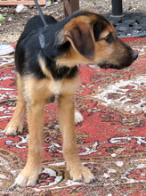 SCOUT, Hund, Deutscher Schäferhund-Mix in Zypern - Bild 6